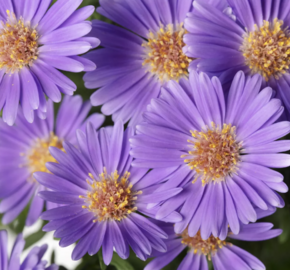Hvězdnice novobelgická 'Believer Purple' - Aster novi-belgii 'Believer Purple'