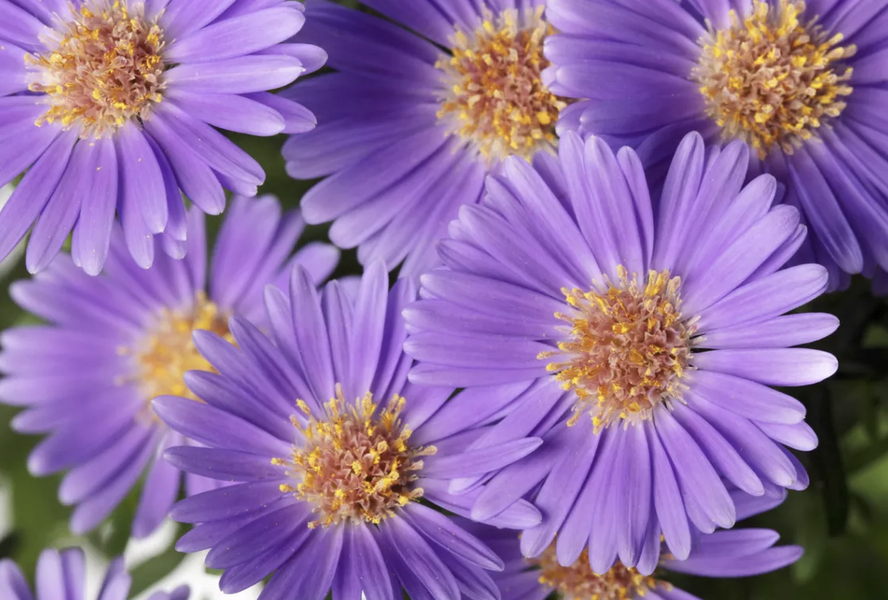 Hvězdnice novobelgická 'Believer Purple' - Aster novi-belgii 'Believer Purple'