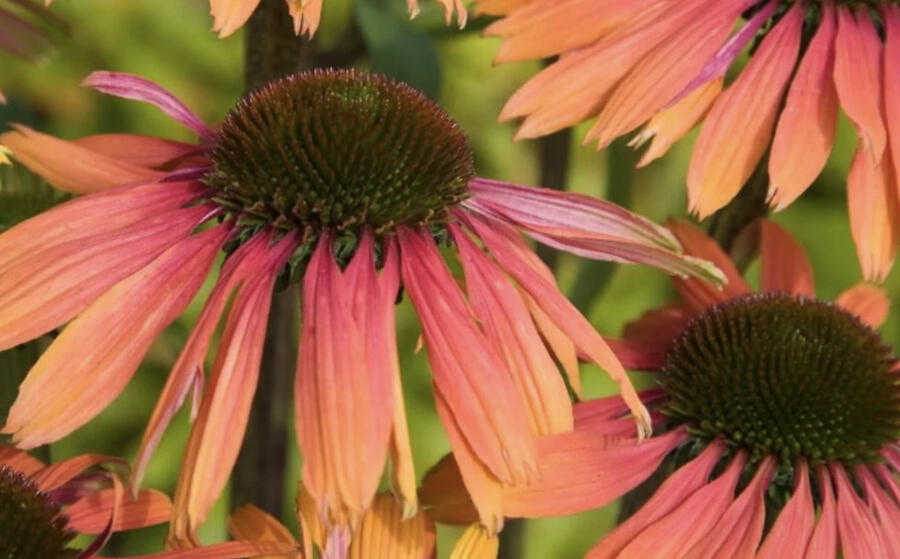 Třapatkovka nachová 'Unica Orange Purple Center' - Echinacea purpurea 'Unica Orange Purple Center'