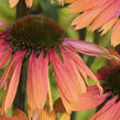 Třapatkovka nachová 'Unica Orange Purple Center' - Echinacea purpurea 'Unica Orange Purple Center'