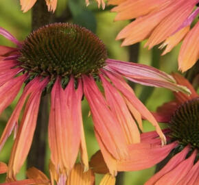 Třapatkovka nachová 'Unica Orange Purple Center'