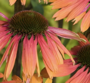 Třapatkovka nachová 'Unica Orange Purple Center' - Echinacea purpurea 'Unica Orange Purple Center'