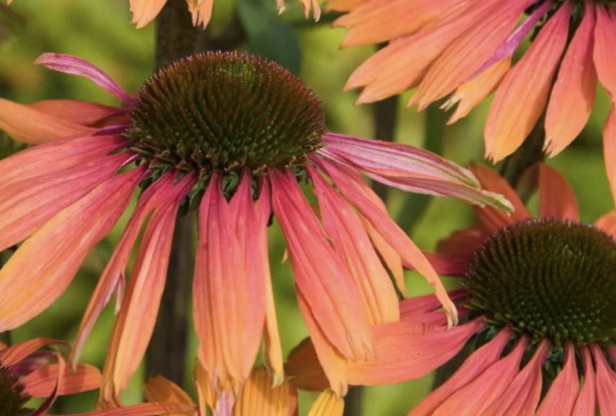 Třapatkovka nachová 'Unica Orange Purple Center' - Echinacea purpurea 'Unica Orange Purple Center'