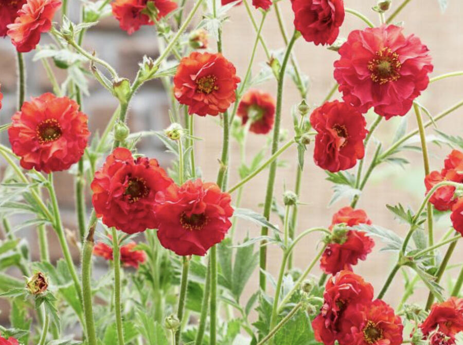 Kuklík 'Firestarter' - Geum 'Firestarter'
