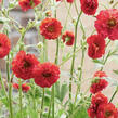 Kuklík 'Firestarter' - Geum 'Firestarter'
