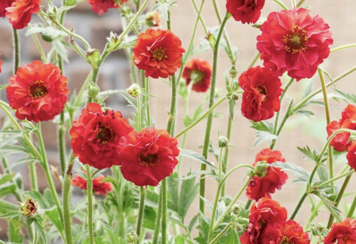 Kuklík 'Firestarter' - Geum 'Firestarter'