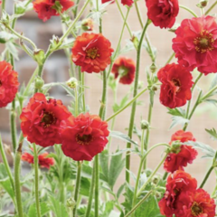 Kuklík 'Firestarter' - Geum 'Firestarter'