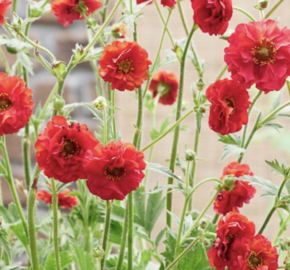 Kuklík 'Firestarter' - Geum 'Firestarter'