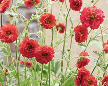 Kuklík 'Firestarter'