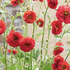 Geum 'Firestarter'.png