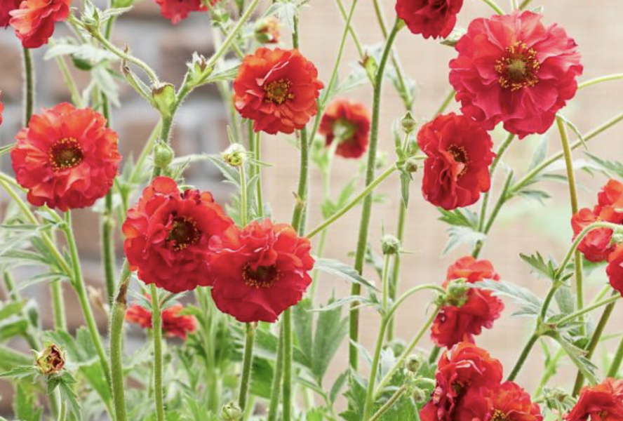 Kuklík 'Firestarter' - Geum 'Firestarter'