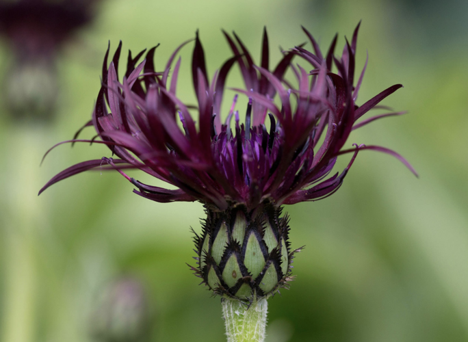 Chrpa horská 'Jordy' - Centaurea montana 'Jordy'
