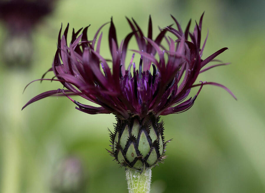 Chrpa horská 'Jordy' - Centaurea montana 'Jordy'