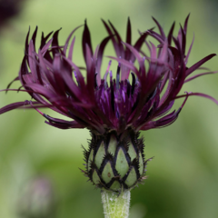 Chrpa horská 'Jordy' - Centaurea montana 'Jordy'