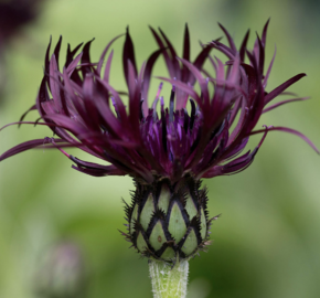 Chrpa horská 'Jordy' - Centaurea montana 'Jordy'
