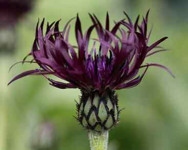 Chrpa horská 'Jordy'