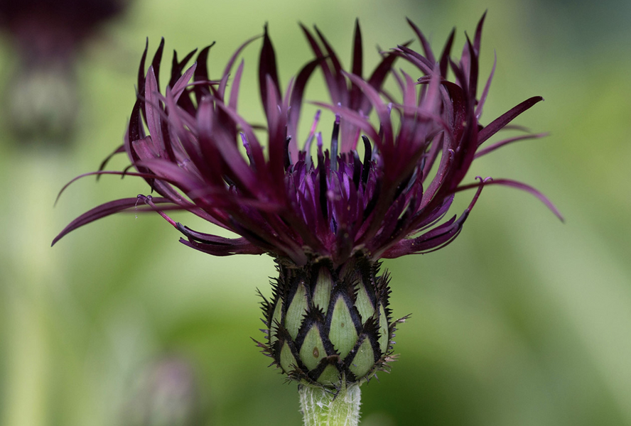 Chrpa horská 'Jordy' - Centaurea montana 'Jordy'