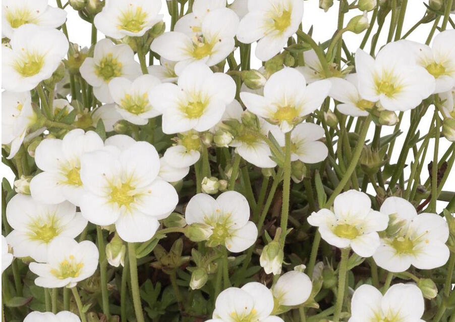 Lomikámen arendsův 'Scenic White' - Saxifraga x arendsii 'Scenic White'