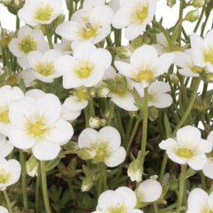 Lomikámen arendsův 'Scenic White' - Saxifraga arendsii 'Scenic White'