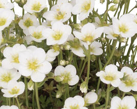 Lomikámen arendsův 'Scenic White'