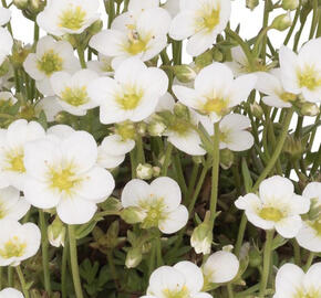 Lomikámen arendsův 'Scenic White'