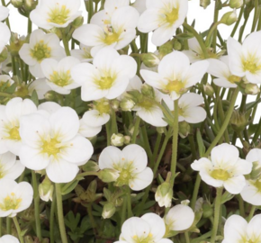 Lomikámen arendsův 'Scenic White' - Saxifraga arendsii 'Scenic White'
