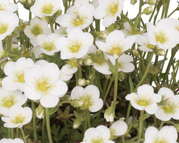 Lomikámen arendsův 'Scenic White'