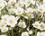 Lomikámen arendsův 'Scenic White'