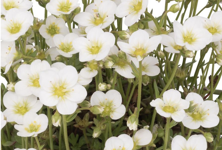 Lomikámen arendsův 'Scenic White' - Saxifraga x arendsii 'Scenic White'
