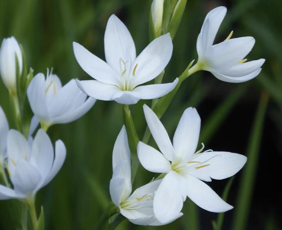 Říční lilie 'Alba' - Schizostylis coccinea 'Alba'