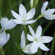 Říční lilie 'Alba' - Schizostylis coccinea 'Alba'