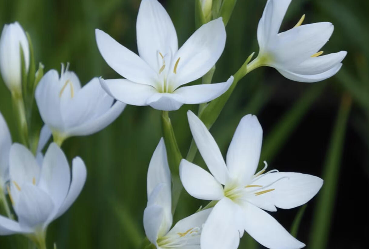 Říční lilie 'Alba' - Schizostylis coccinea 'Alba'