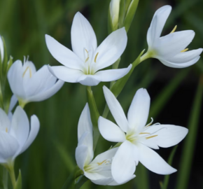 Říční lilie 'Alba' - Schizostylis coccinea 'Alba'