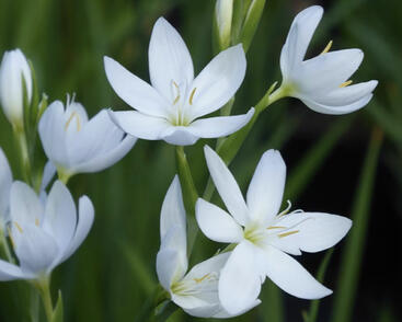 Říční lilie 'Alba'