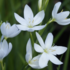 Schizostylis coccinea 'Alba'.png