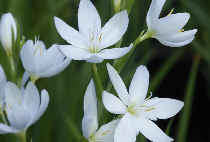 Říční lilie 'Alba' - Schizostylis coccinea 'Alba'