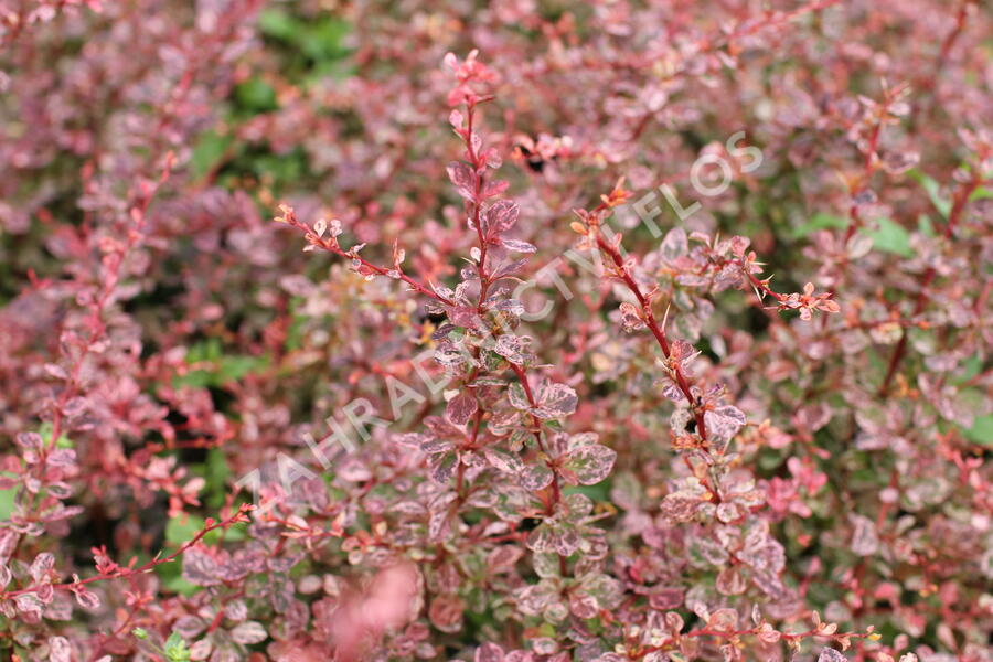 Dřišťál Thunbergův 'Flamingo' - Berberis thunbergii 'Flamingo'