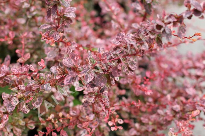 Dřišťál Thunbergův 'Flamingo' - Berberis thunbergii 'Flamingo'