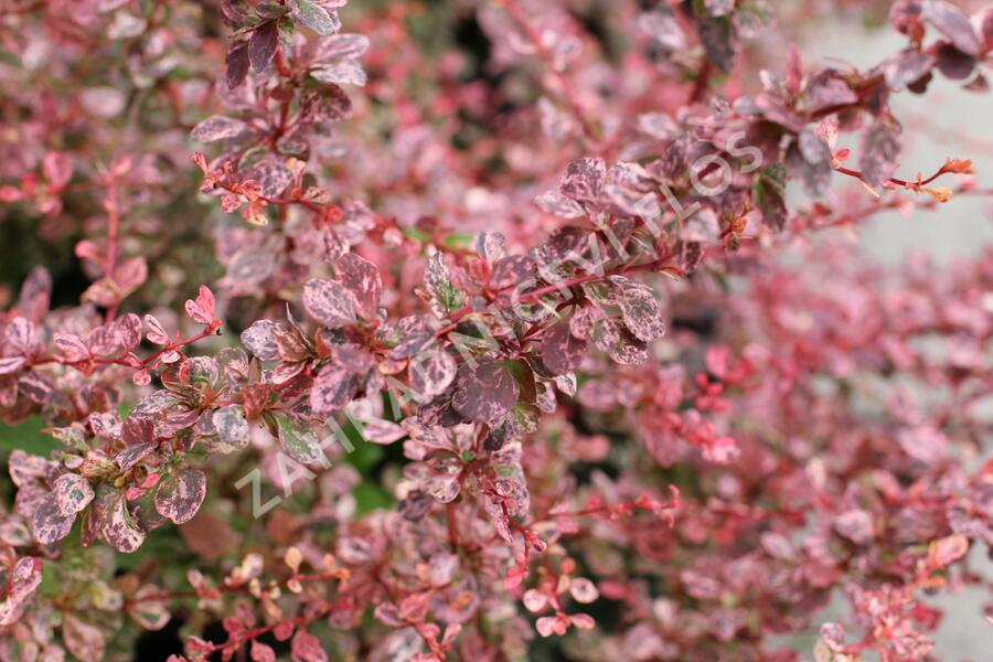 Dřišťál Thunbergův 'Flamingo' - Berberis thunbergii 'Flamingo'