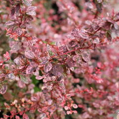 Dřišťál Thunbergův 'Flamingo' - Berberis thunbergii 'Flamingo'