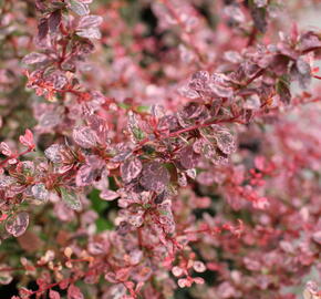 Dřišťál Thunbergův 'Flamingo' - Berberis thunbergii 'Flamingo'