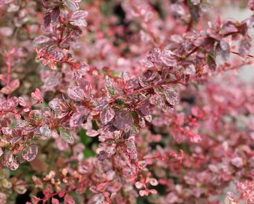 Dřišťál Thunbergův 'Flamingo'