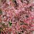 Berberis thunbergii 'Flamingo'.JPG