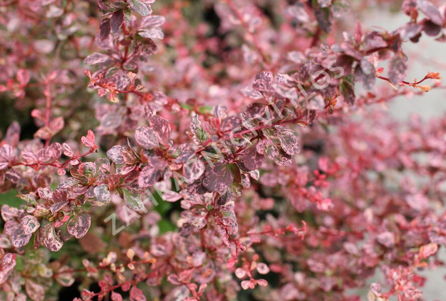 Dřišťál Thunbergův 'Flamingo' - Berberis thunbergii 'Flamingo'