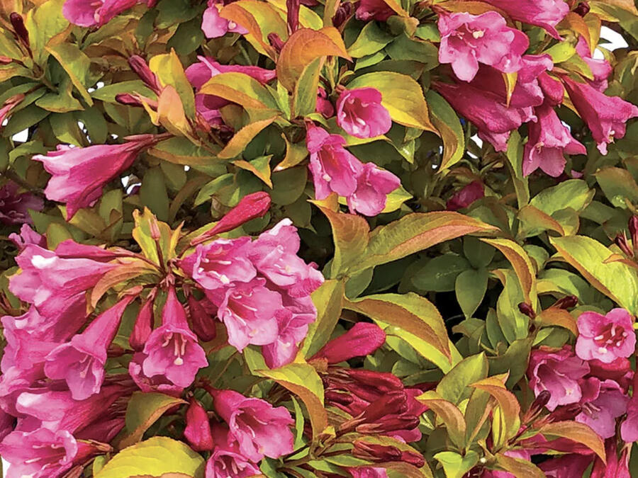 Vajgélie květnatá 'Prism Magic Carpet' - Weigela florida 'Prism Magic Carpet'