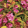 Vajgélie květnatá 'Prism Magic Carpet' - Weigela florida 'Prism Magic Carpet'