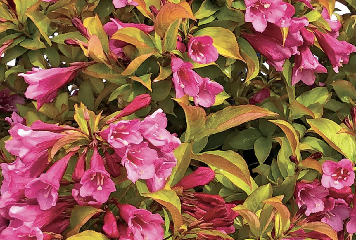 Vajgélie květnatá 'Prism Magic Carpet' - Weigela florida 'Prism Magic Carpet'