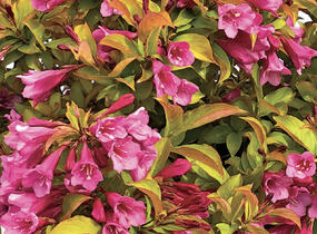 Vajgélie květnatá 'Prism Magic Carpet' - Weigela florida 'Prism Magic Carpet'