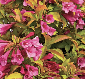 Vajgélie 'Prism Magic Carpet' - Weigela 'Prism Magic Carpet'