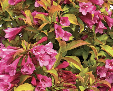 Vajgélie květnatá 'Prism Magic Carpet'